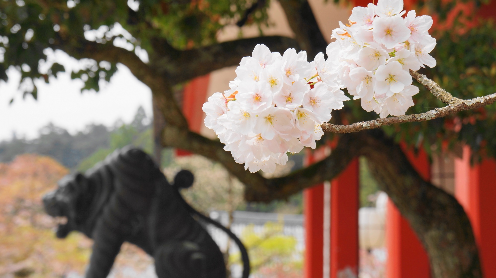 鞍馬寺 由岐神社　洛北の桜と狛虎と木の根道