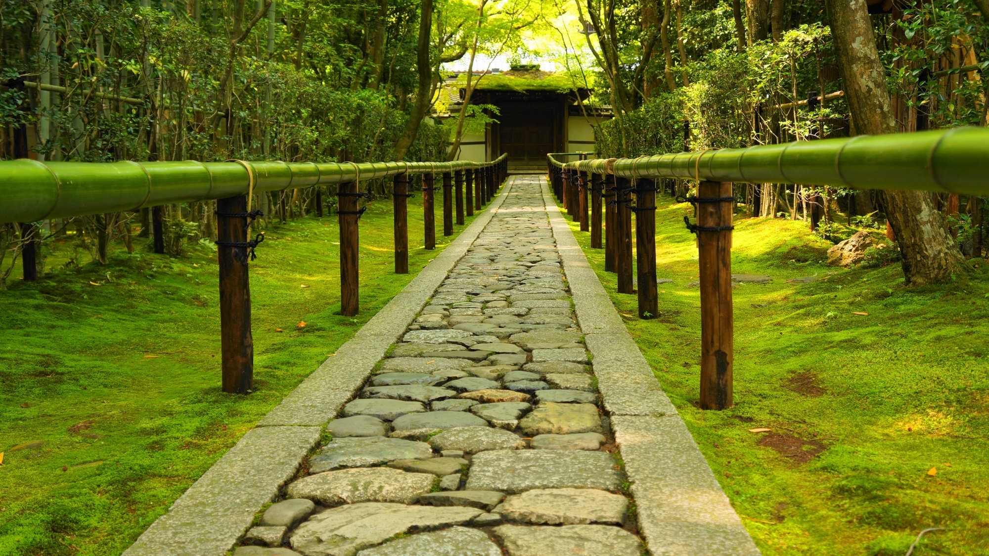 大徳寺塔頭の高桐院の新緑と苔の参道