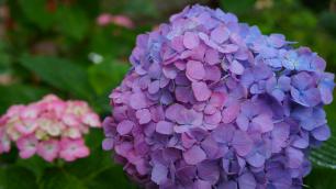 藤森神社の紫陽花苑の見事なアジサイの花