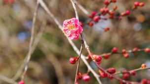 京都府立植物園　梅（紅冬至）
