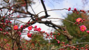 京都府立植物園　梅（紅冬至）