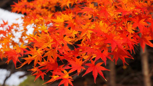 京都東寺の五重塔と見ごろの紅葉