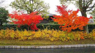 京都東寺の宝蔵付近の見ごろの紅葉
