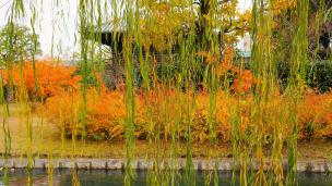 京都東寺の宝蔵付近の柳の下から眺めた見ごろの紅葉