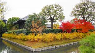 京都東寺の宝蔵付近の見頃の紅葉