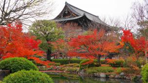 京都東寺の講堂と金堂と見頃の紅葉