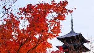 京都東寺の五重塔と見ごろの紅葉 2012年12月5日