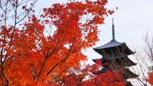 紅葉につつまれた京都東寺の五重塔