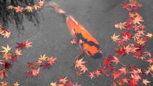 京都東寺の瓢箪池の散りもみじと鯉