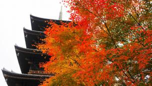 京都東寺の下から見上げた五重塔と紅葉