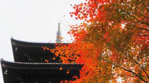 To-ji Temple Kyoto autumn leaves 五重塔 秋