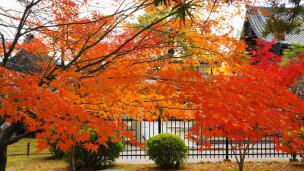 京都東寺の南大門と見ごろの紅葉