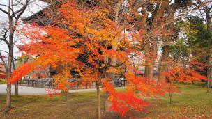 Kyoto Toji-Temple colored leaves 紅葉 見ごろ