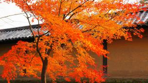 京都東寺の五重塔のした付近の見ごろの紅葉