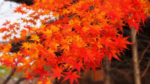 京都東寺の五重塔の下付近の見ごろの紅葉