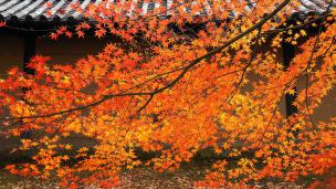 京都東寺の五重塔の下付近の見ごろの紅葉 2012年12月5日