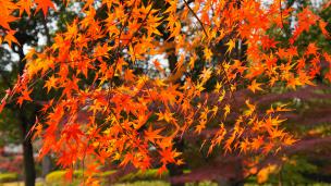 京都東寺の五重塔の下付近の見ごろの紅葉