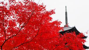 真っ赤な紅葉に染まった京都東寺の五重塔