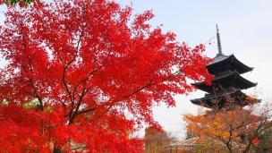 京都東寺の五重塔と見ごろの真っ赤な紅葉