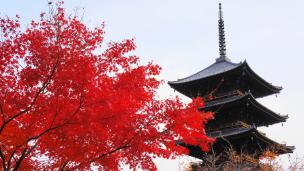 京都東寺の五重塔と見ごろの紅葉