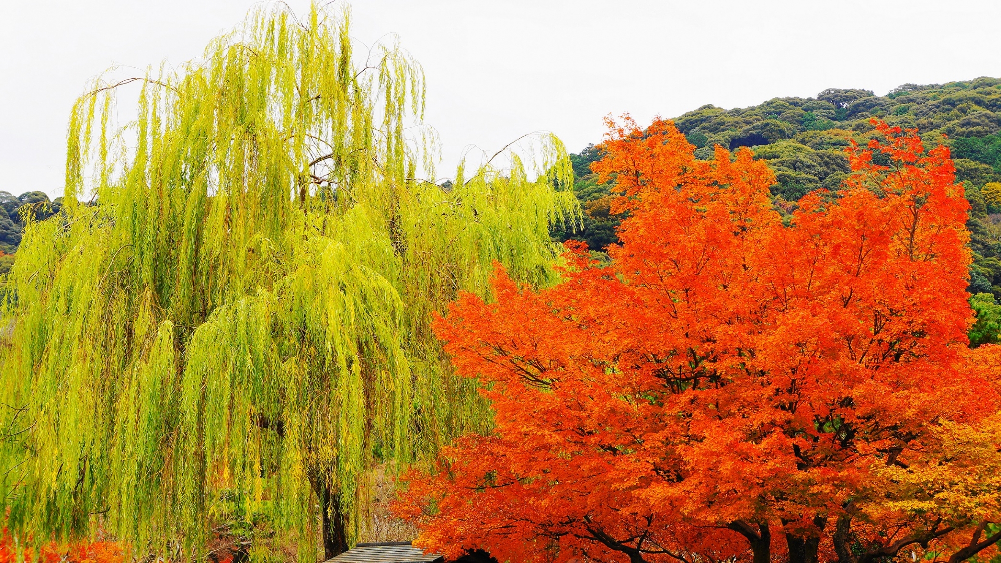 円山公園　紅葉と柳