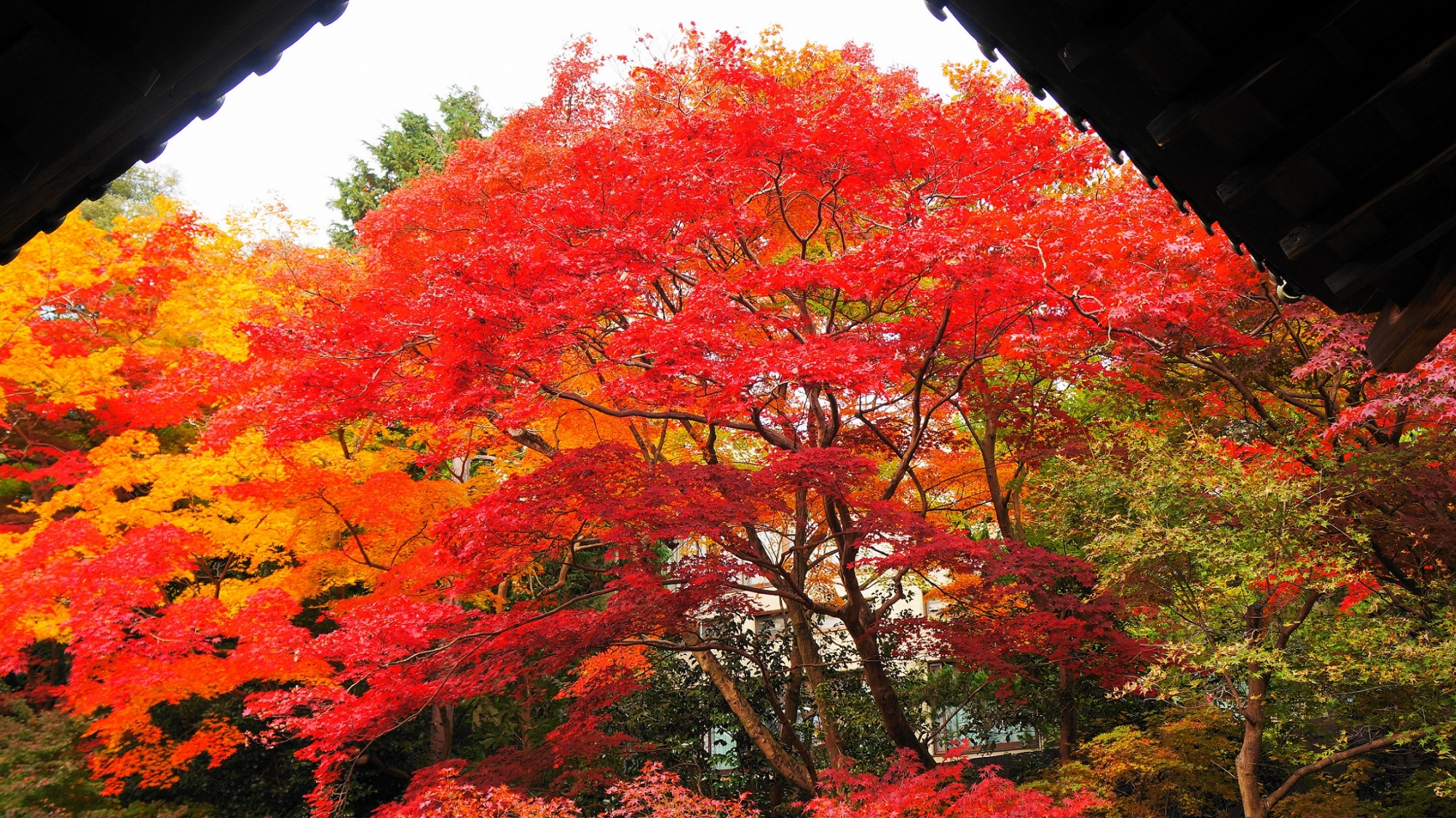 極上の紅葉が華やぐ秋の実相院