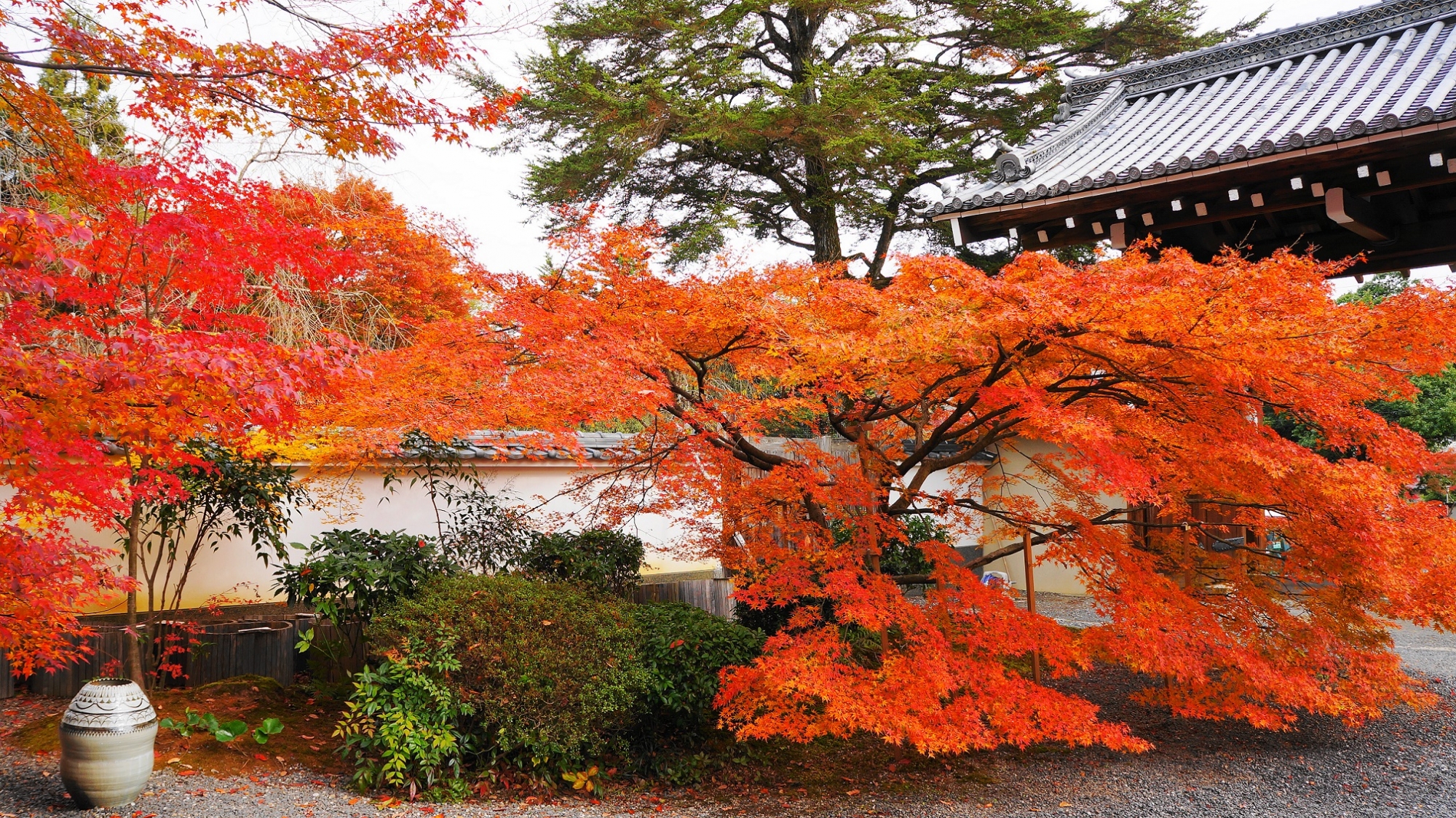 実相院の山門や白壁を優雅に彩る流れるような紅葉