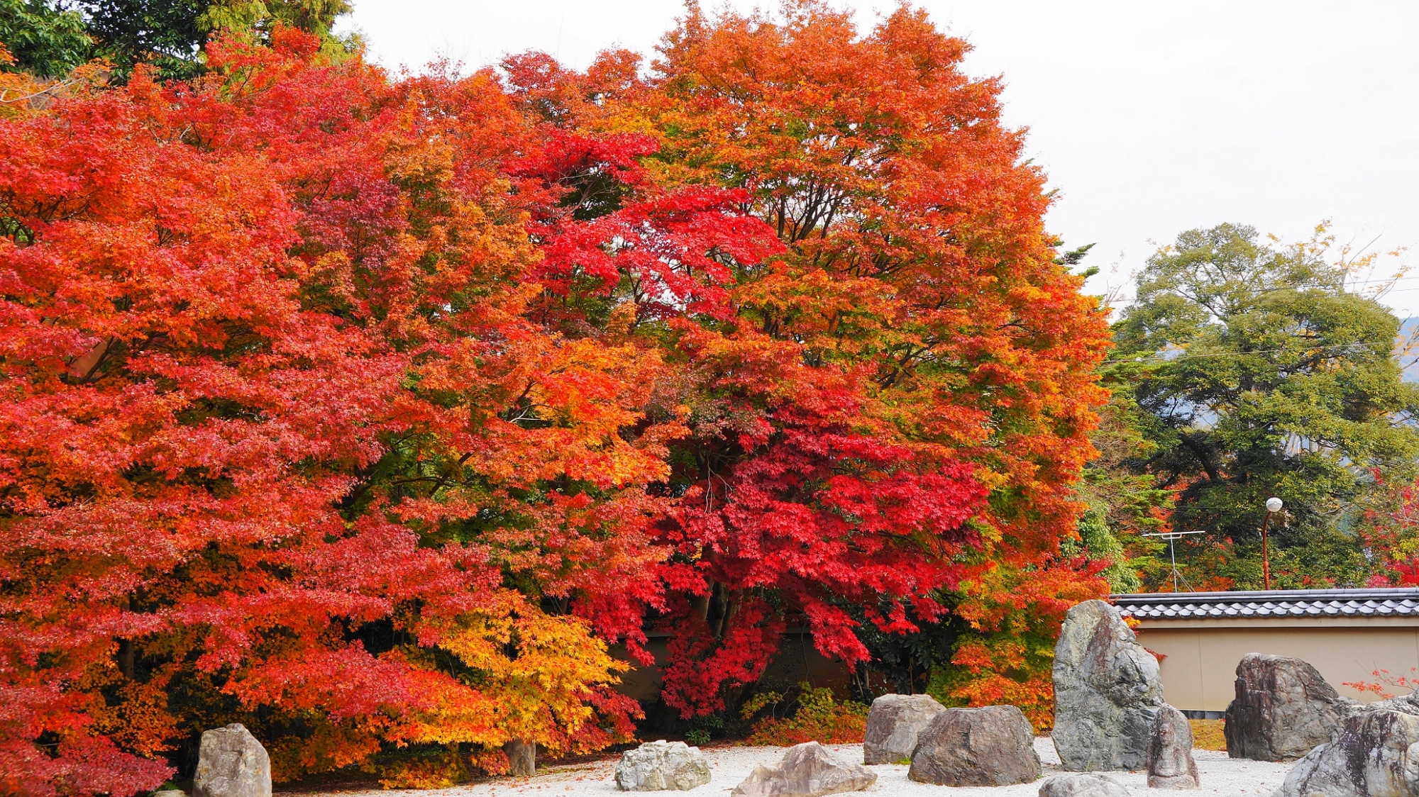実相院の石庭を彩るド迫力の紅葉