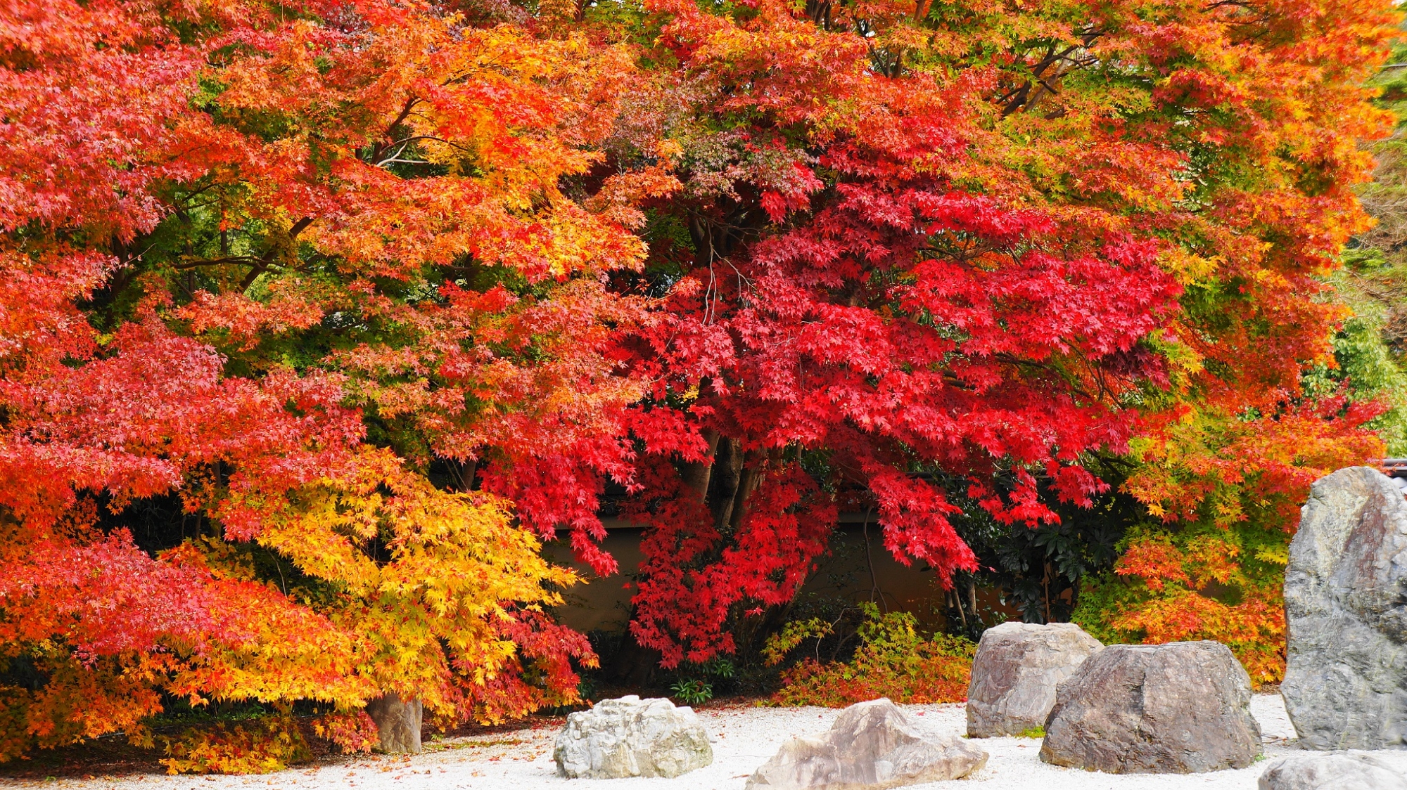 実相院の白砂や岩を染める多彩な紅葉