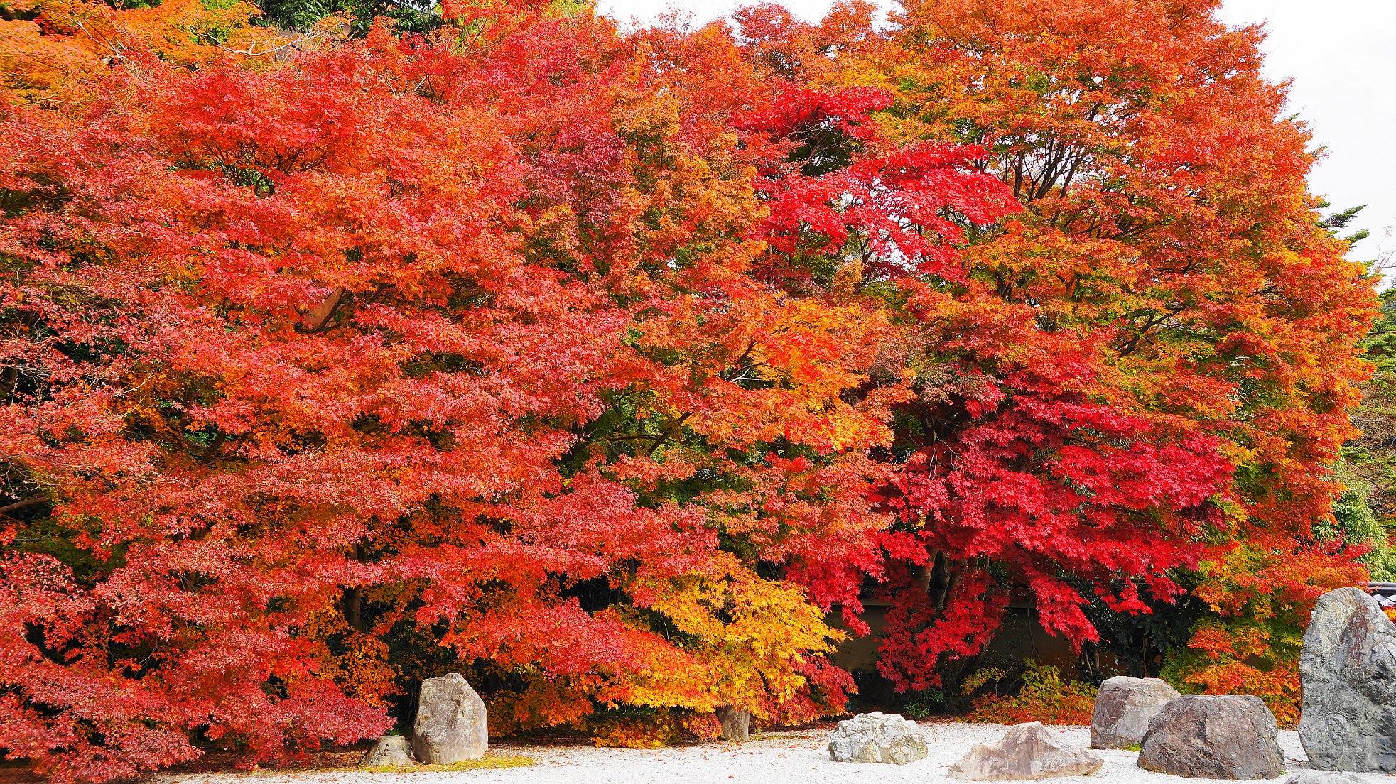実相院の素晴らしい紅葉と秋の情景