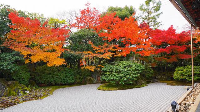 京都高台寺塔頭圓徳院の南庭の紅葉