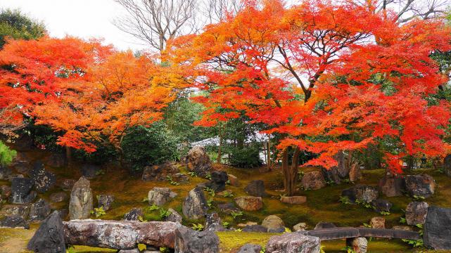紅葉につつまれた高台寺圓徳院の北庭