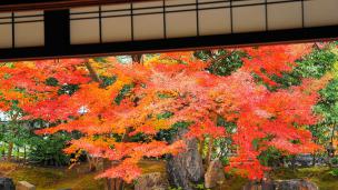 高台寺圓徳院の北庭の美しい紅葉