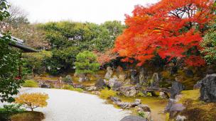 高台寺圓徳院の北庭の紅葉