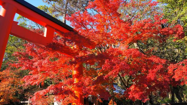 京都下鴨神社の西鳥居と見ごろの真っ赤な紅葉