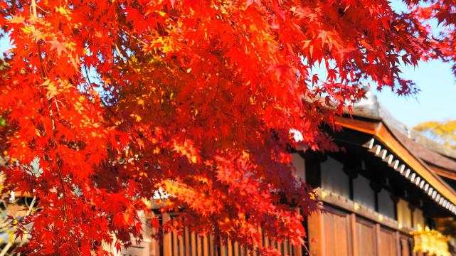 真っ赤な紅葉につつまれた下鴨神社の西鳥居付近