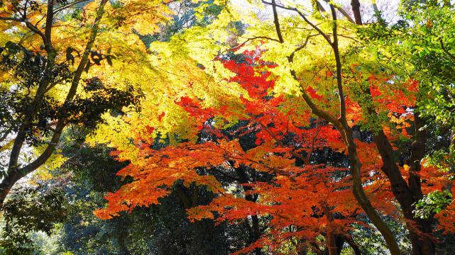 下鴨神社の糺の森の紅葉