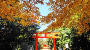 世界遺産の下鴨神社の南鳥居と見ごろの紅葉