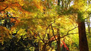 下鴨神社の糺の森の優美なもみじ