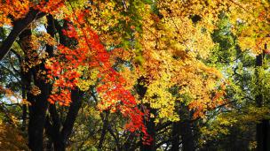 下鴨神社の糺の森の優しい紅葉