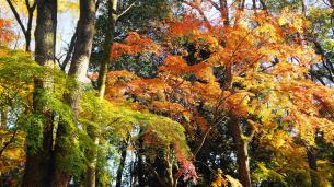 紅葉につつまれた下鴨神社の糺の森 12月