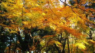 紅葉の時期の下鴨神社の糺の森