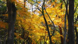 紅葉に染まった下鴨神社の糺の森