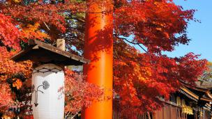 Shimogamo Shrine Kyoto colored leaves 見ごろ 紅葉 下鴨神社 西鳥居