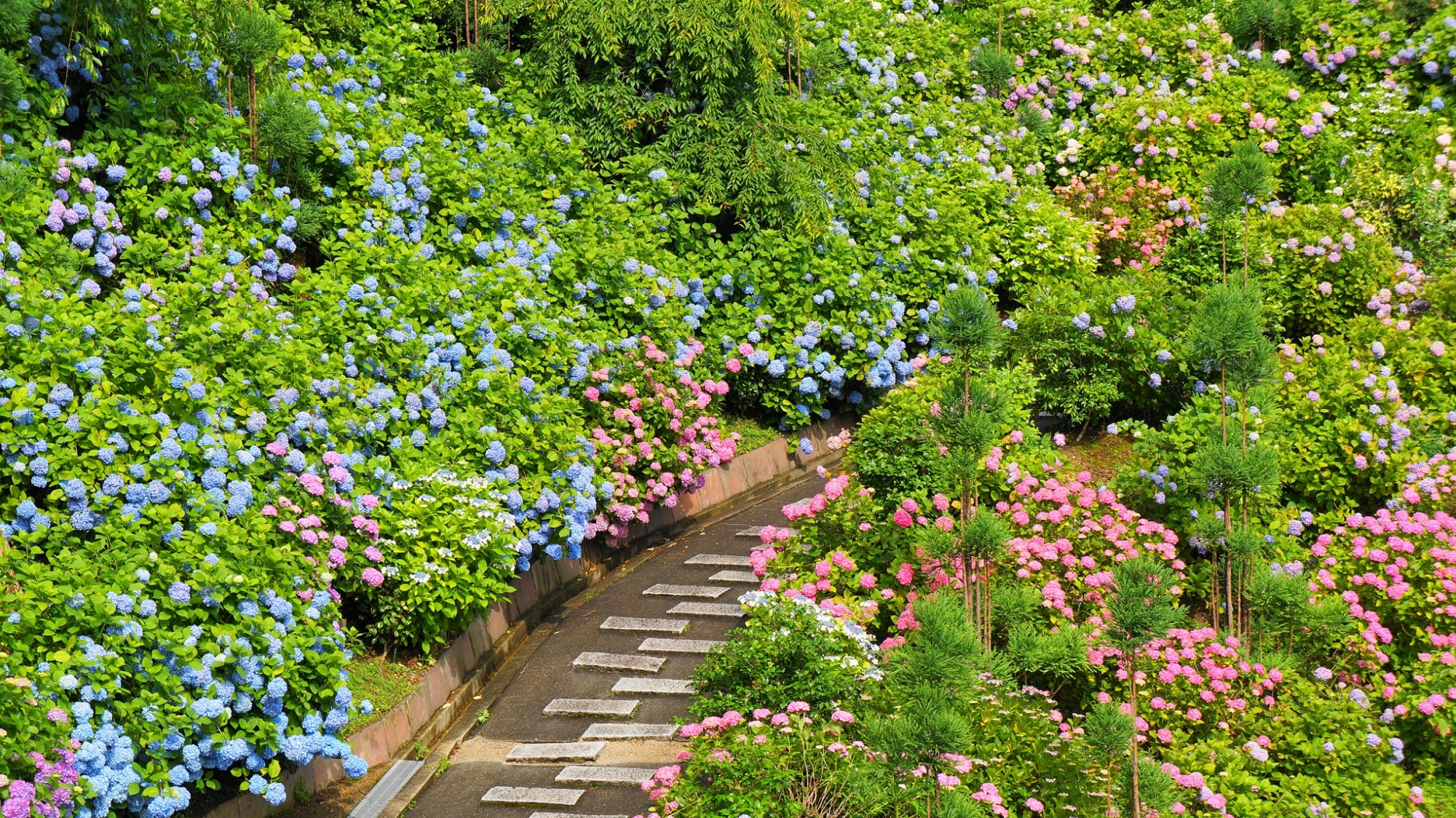 善峯寺の緑の中で華やぐ色とりどりの紫陽花