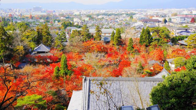 永観堂の多宝塔から眺めた境内の紅葉