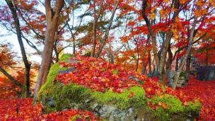 禅林寺（永観堂）の放生池付近の紅葉