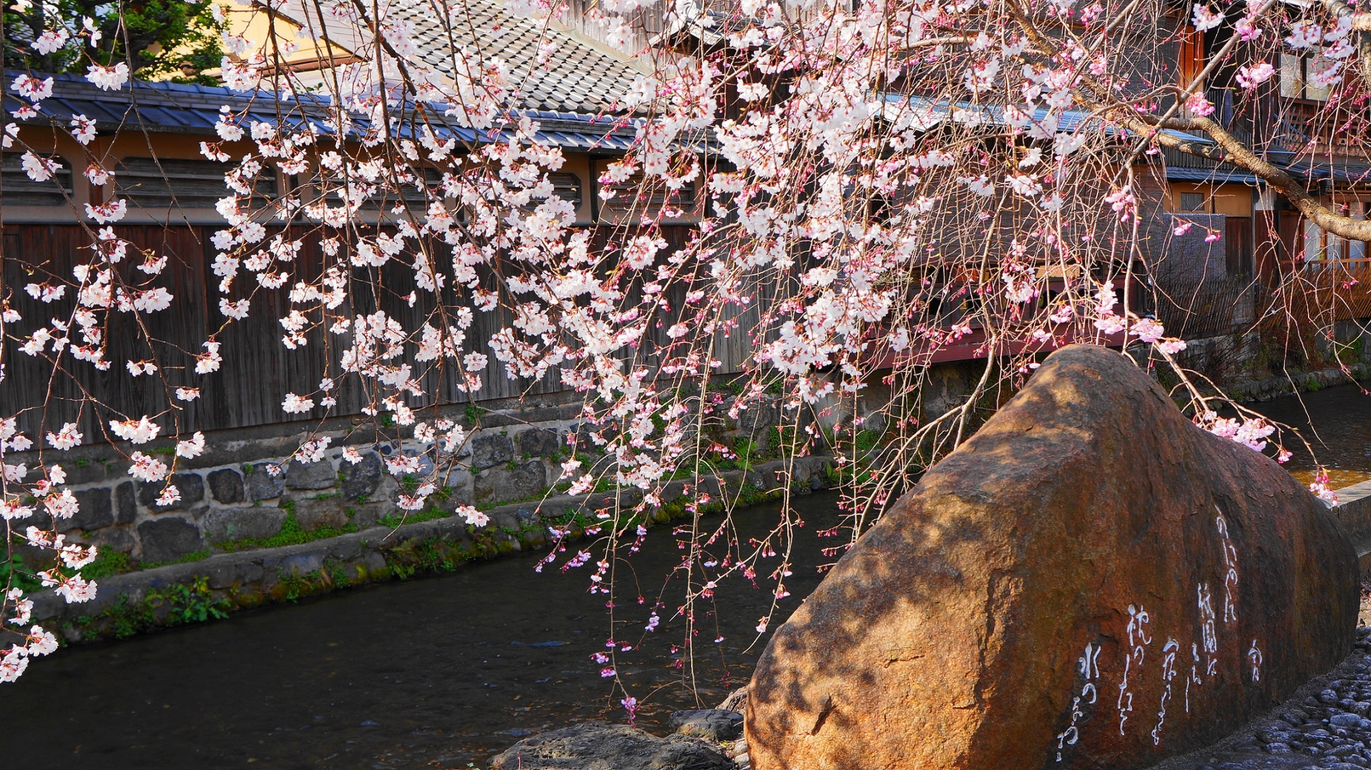 白川南通りの水辺を彩る華やかな桜
