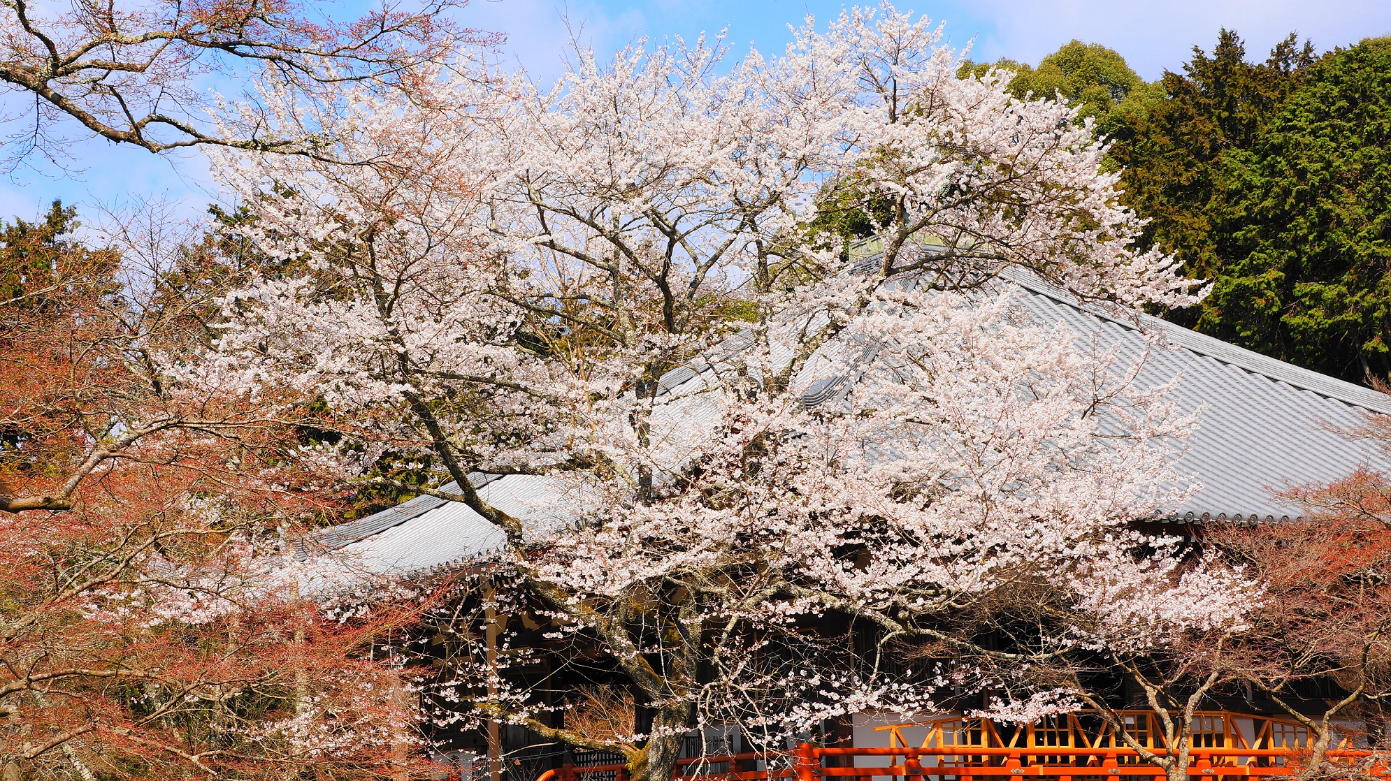 Kyoto Digo-ji Temple cherry blossoms apring だいごじ 桜 観音堂 春