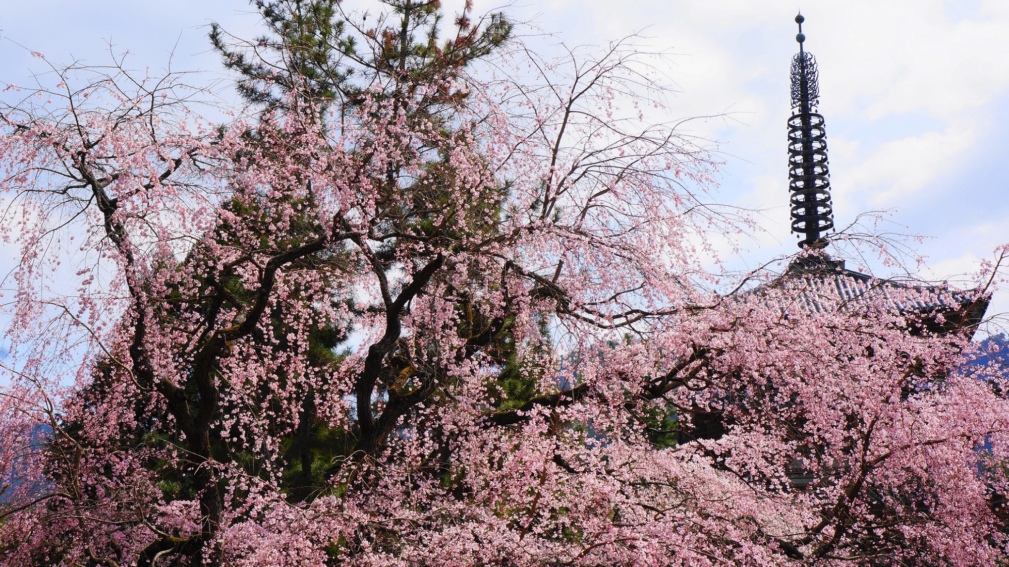 醍醐の花見で有名な桜の名所の世界遺産醍醐寺の五重塔と桜